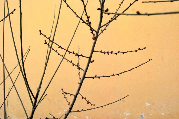 tree-buds