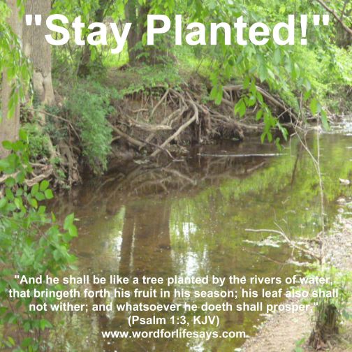 stay planted-001