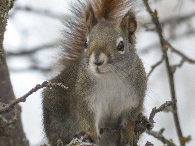 squirrel-300240_1920