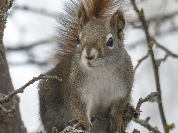squirrel-300240_1920